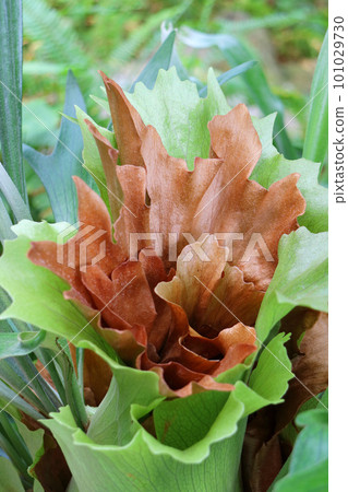 Staghorn fern leaves 101029730
