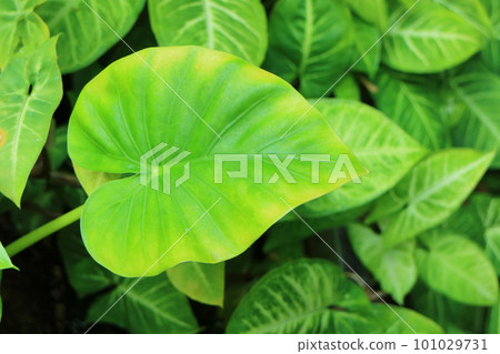 Alocasia leaves 101029731