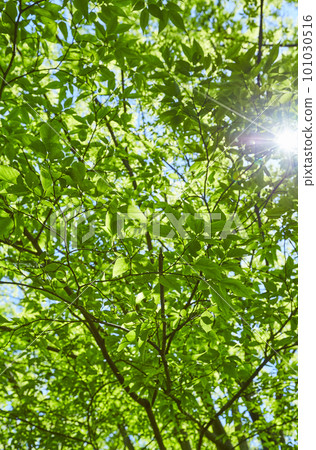 Fresh green and sun 101030516