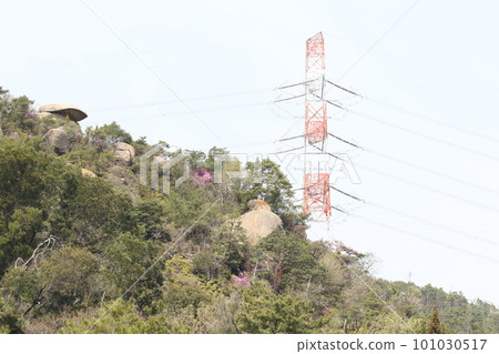 開花在岩石表面上的杜鵑花 開花在岩石表面上的杜鵑花 101030517