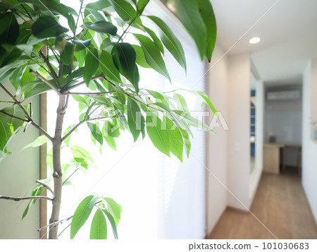 明亮的室內空間和綠色植物，這在新建合租房屋中很常見 101030683