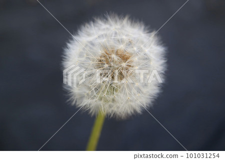 蒲公英的絨毛 101031254