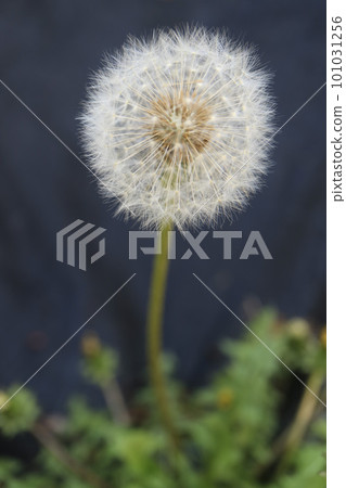 蒲公英的絨毛 101031256