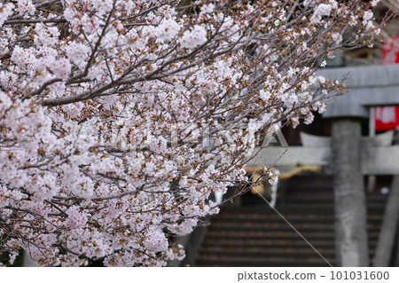 Approach to the shrine seen from under the cherry blossoms in full bloom Approach to the shrine seen from under the cherry blossoms in full bloom 101031600