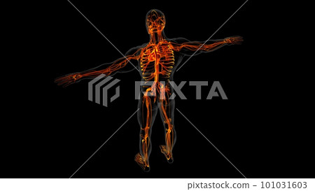 Human heart anatomy for medical concept 3D Rendering Human heart anatomy for medical concept 3D Rendering 101031603