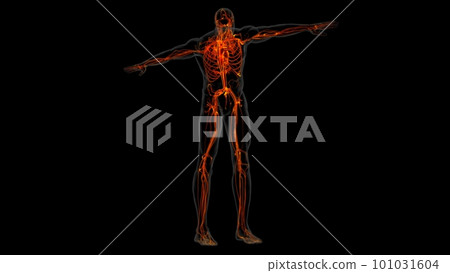 Human heart anatomy for medical concept 3D Rendering 101031604