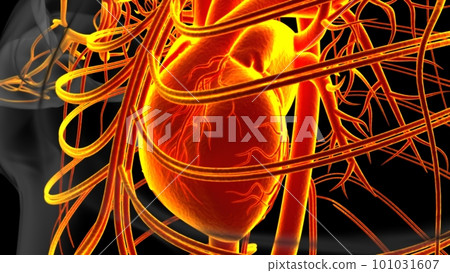 Human heart anatomy for medical concept 3D Rendering 101031607