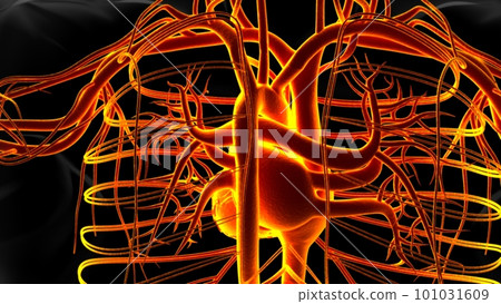 Human heart anatomy for medical concept 3D Rendering 101031609