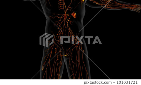 Human lymph nodes anatomy for medical concept 3D rendering Human lymph nodes anatomy for medical concept 3D rendering 101031721