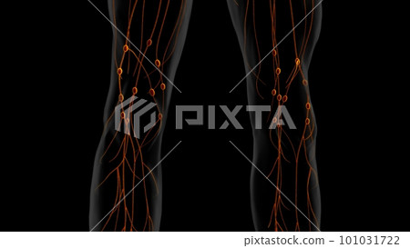 Human lymph nodes anatomy for medical concept 3D rendering 101031722