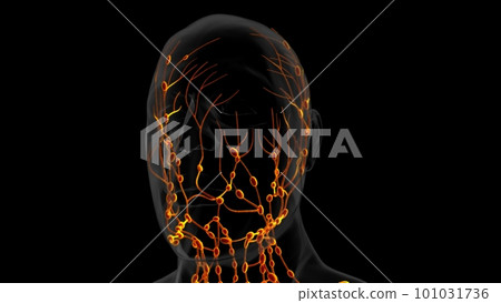 Human lymph nodes anatomy for medical concept 3D rendering 101031736
