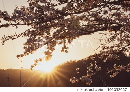 被夕陽照亮的櫻花 被夕陽照亮的櫻花 101032037