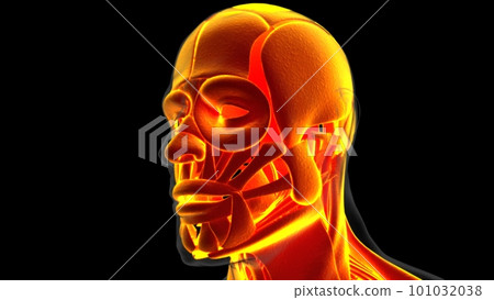 Human Muscle Anatomy For Medical Concept 3D Illustration Human Muscle Anatomy For Medical Concept 3D Illustration 101032038