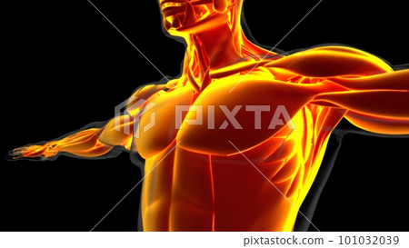 Human Muscle Anatomy For Medical Concept 3D Illustration Human Muscle Anatomy For Medical Concept 3D Illustration 101032039