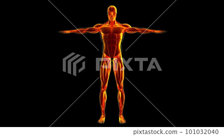 Human Muscle Anatomy For Medical Concept 3D Illustration Human Muscle Anatomy For Medical Concept 3D Illustration 101032040