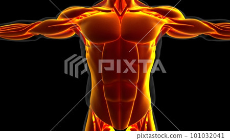 Human Muscle Anatomy For Medical Concept 3D Illustration Human Muscle Anatomy For Medical Concept 3D Illustration 101032041