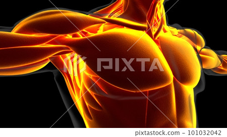 Human Muscle Anatomy For Medical Concept 3D Illustration Human Muscle Anatomy For Medical Concept 3D Illustration 101032042
