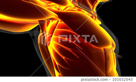 Human Muscle Anatomy For Medical Concept 3D Illustration Human Muscle Anatomy For Medical Concept 3D Illustration 101032043
