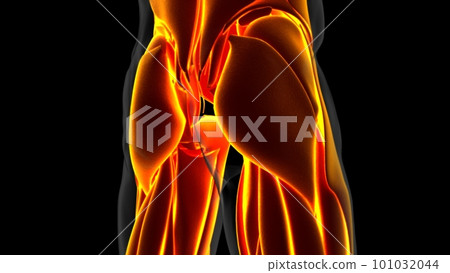 Human Muscle Anatomy For Medical Concept 3D Illustration Human Muscle Anatomy For Medical Concept 3D Illustration 101032044