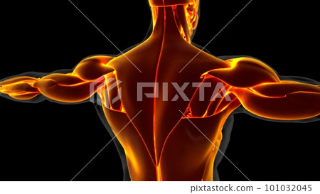 Human Muscle Anatomy For Medical Concept 3D Illustration Human Muscle Anatomy For Medical Concept 3D Illustration 101032045