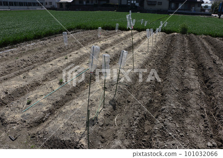 Remove moles from the vegetable garden PET bottle Remove moles from the vegetable garden PET bottle 101032066