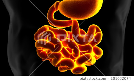 3D Illustration Human Digestive System Anatomy (Small Intestine) 101032074