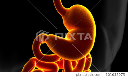 Stomach Anatomy Human Digestive System For Medical Concept 3D 101032075