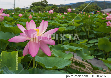 群馬縣富岡市【甘成古蓮花村】粉色荷花的景色 群馬縣富岡市【甘成古蓮花村】粉色荷花的景色 101032078