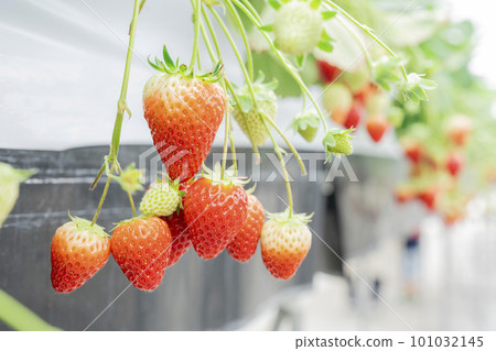 Red strawberry fruit House strawberry strawberry picking Yamamoto Town, Miyagi Prefecture Red strawberry fruit House strawberry strawberry picking Yamamoto Town, Miyagi Prefecture 101032145