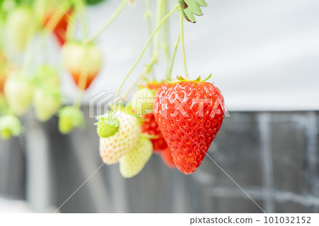 Red strawberry fruit House strawberry strawberry picking Yamamoto Town, Miyagi Prefecture Red strawberry fruit House strawberry strawberry picking Yamamoto Town, Miyagi Prefecture 101032152