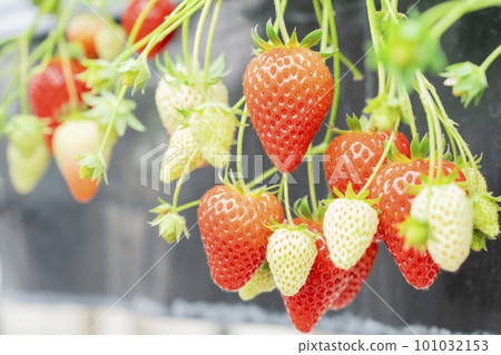 宮城縣山本市紅草莓水果之家草莓草莓採摘 宮城縣山本市紅草莓水果之家草莓草莓採摘 101032153