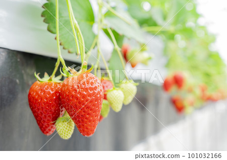 Red strawberry fruit House strawberry strawberry picking Yamamoto Town, Miyagi Prefecture 101032166