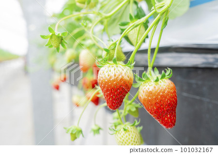 Red strawberry fruit House strawberry strawberry picking Yamamoto Town, Miyagi Prefecture 101032167