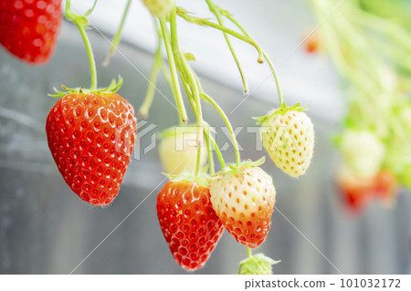 宮城縣山本市紅草莓水果之家草莓草莓採摘 101032172