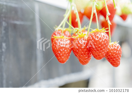 Red strawberry fruit House strawberry strawberry picking Yamamoto Town, Miyagi Prefecture 101032178
