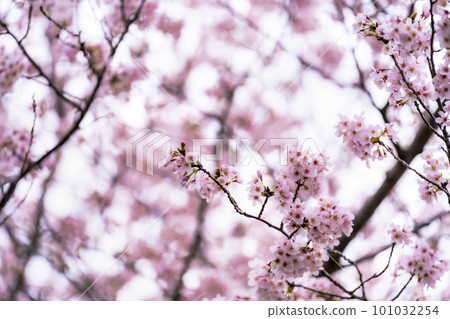 Cherry blossoms in full bloom Narita City, Chiba Prefecture 101032254