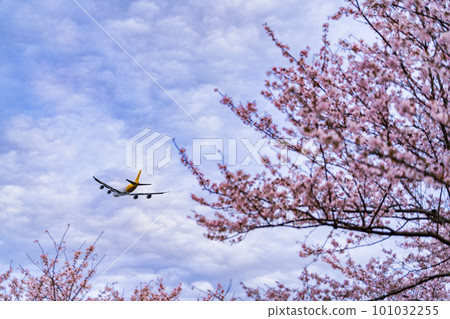 Airport in spring, airplanes taking off and cherry blossoms, Sakuranoyama Park, Narita City, Chiba Prefecture 101032255
