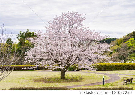 A single cherry tree blooming in Sanrizuka Sakuranooka Park, Narita City, Chiba Prefecture 101032256