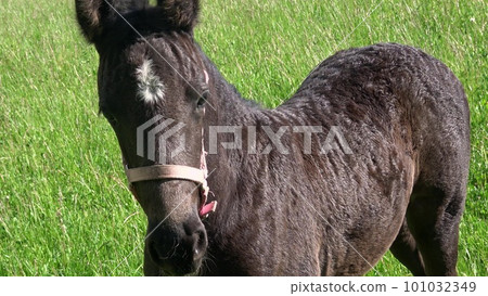 Black mare and foal in the pasture. 101032349
