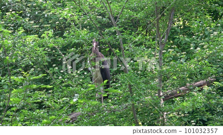 Black stork sitting in the branches of a tree 101032357