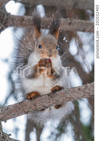 The squirrel with nut sits on tree in the winter or late autumn 101032405