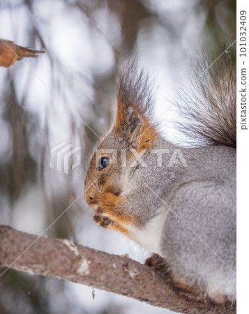 The squirrel with nut sits on tree in the winter or late autumn 101032409