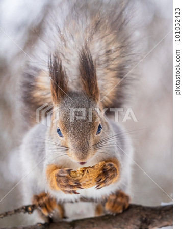 The squirrel with nut sits on tree in the winter or late autumn The squirrel with nut sits on tree in the winter or late autumn 101032423