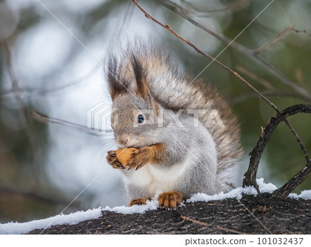 The squirrel with nut sits on tree in the winter or late autumn The squirrel with nut sits on tree in the winter or late autumn 101032437