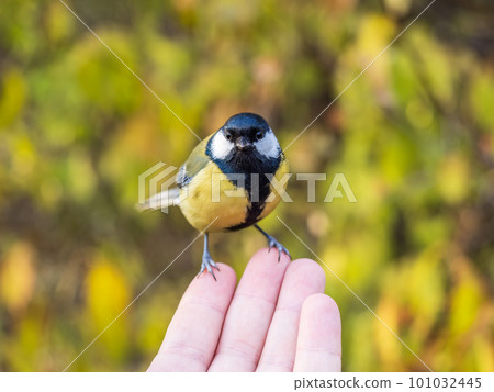 A tit sits on a man's hand and eats seeds. 101032445