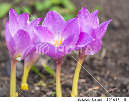 A close-up of Purple Crocus Flowers in Spring. 101032446