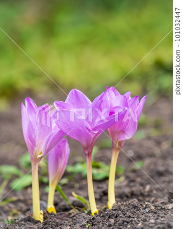 A close-up of Purple Crocus Flowers in Spring. 101032447