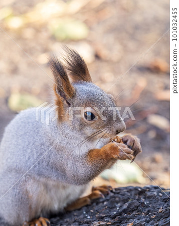 The squirrel with nut sits on tree in the autumn. Eurasian red squirrel, Sciurus vulgaris. The squirrel with nut sits on tree in the autumn. Eurasian red squirrel, Sciurus vulgaris. 101032455