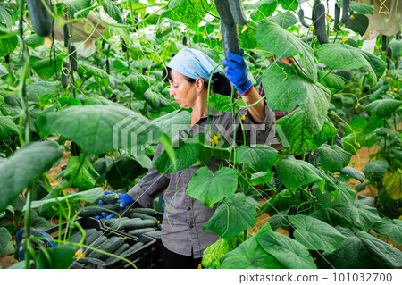 Female farmer puts cucumbers in plastic box for sale in market 101032700