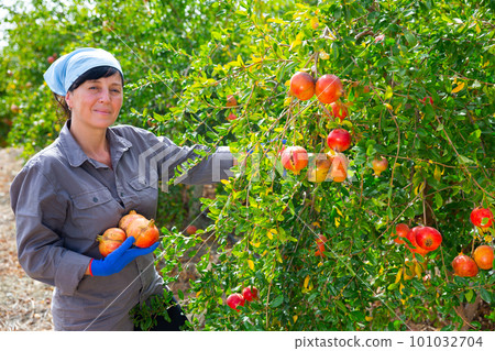 Female farmer harvesting ripe pomegranates in fruit garden Female farmer harvesting ripe pomegranates in fruit garden 101032704